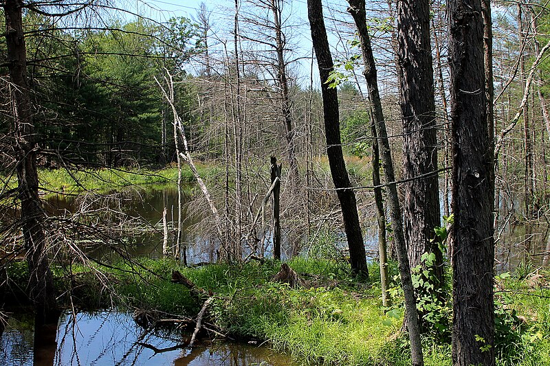 File:Wetland near the headwaters of Stony Brook 2.JPG