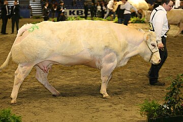 Une vache BBB, lors d'un concours.