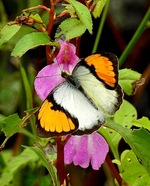 File:White Orange Tip Ixias marianne by Dr. Raju Kasambe DSCN9162.jpg