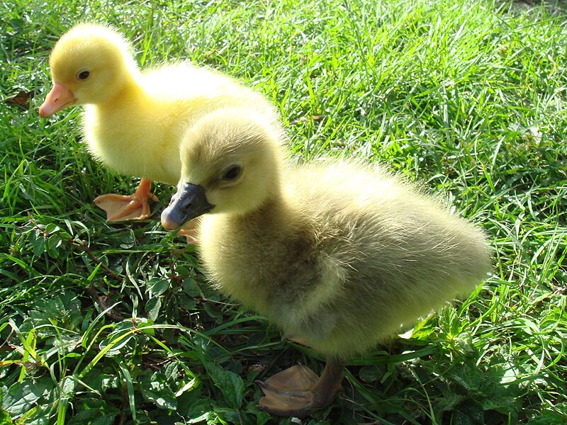 File:White and gray Sebastopol goslings.jpg