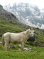 White mule in the Dunnieh Mountains