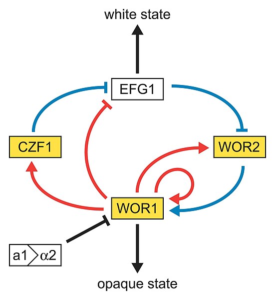 File:Whiteopaqueregulation.jpg