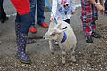 The street party for the Diamond Jubilee of Queen Elizabeth II, which took place in Whitwell, Isle of Wight in June 2012. Two lambs had been brought along to take part in the village photograph.