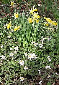 Yovvoyi za'faron va yog'och anemonlar - geograph.org.uk - 730737.jpg