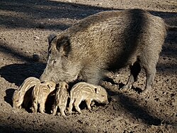 Wildschweinbache mit vier ihrer Frischlinge.JPG