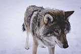 Foto eines stehenden graubraunen Wolfes