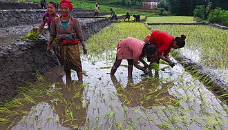 Men prepare the paddy fields and women transplant rice seedlings (rural Nepal) Women Working in the Rice Fields at Khiji Nepal.jpg