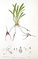 Dracula erythrochaete (as syn. Masdevallia erythrochaete) plate in: Florence H. Woolward: The Genus Masdevallia, (1896)