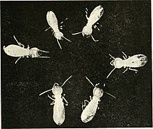 Workers of the termite Reticulitermes tibialis Banks.jpg