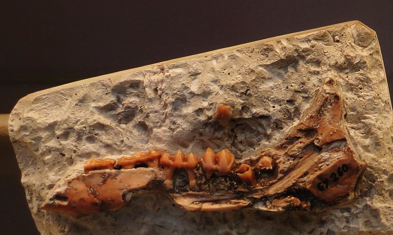 File:Xiphodon gracile mandible Romainville, Seine Saint Denis - 4 milk pemolars and molars def.jpg