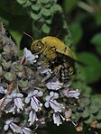 Xylocopa pubescens, hane på basilika.