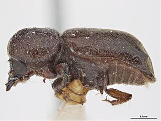 <i>Xylomeira</i> Genus of beetles