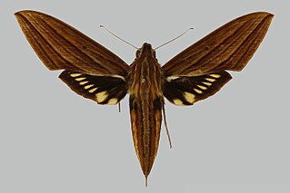 <i>Xylophanes kiefferi</i> Species of moth