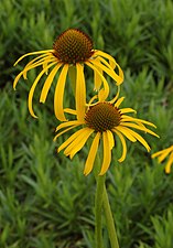 Echinacea paradoxa (yellow coneflower)