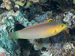 Description de l'image Yellowface wrasse (Halichoeres solorensis) (46387007424).jpg.