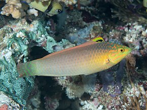 Descrição da imagem Yellowface wrasse (Halichoeres solorensis) (46387007424) .jpg.