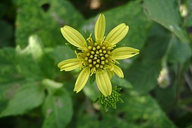 Yellowish flower