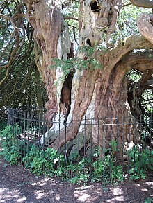 Yew Tree in St George's parish churchyard, Crowhurst, East Sussex. Legend has it that the Reeve of the Saxon King Harold was hung from the tree for refusing to reveal the location of Harold's treasure.[12]