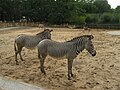 Zèbres de Grévy (Equus grevyi) (Zoo de la Palmyre)-2006