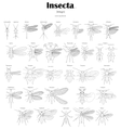 Все отряды насекомых Имаго v1.0.png