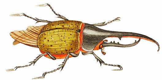 Ilustracija herkul bube iz The Naturalist's Miscellany (1789-1813), Džordž Šou (1751—1813).