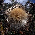Pichliač bielohlavý; úbor so zrelými semenami (september)