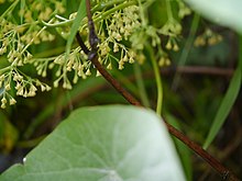 ¿ Stephania glabra ? (7759841260).jpg