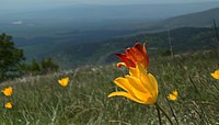 Tulipa urumoffii