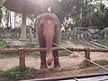 ช้างเอเชีย สวนสัตว์เชียงใหม่ Asian Elephant (6).jpg