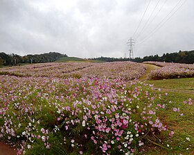 夢の平スキー場10月