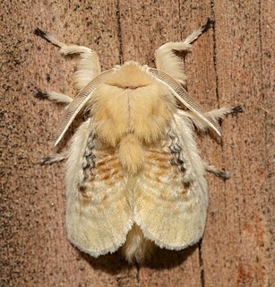 <i>Megalopyge crispata</i> Species of moth