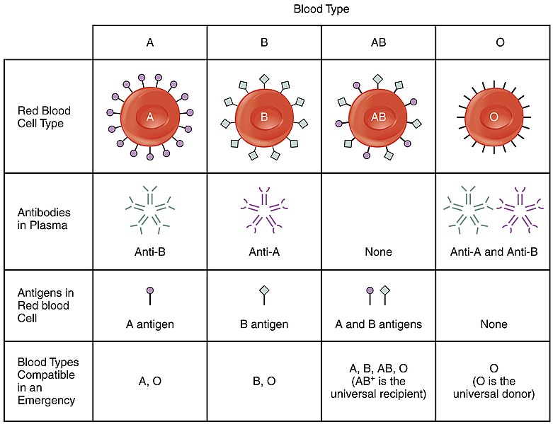 File:1913 ABO Blood Groups.jpg