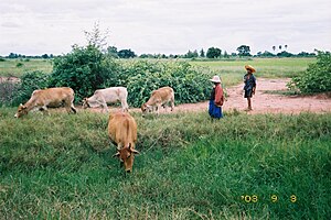 20030903thai cow.jpg