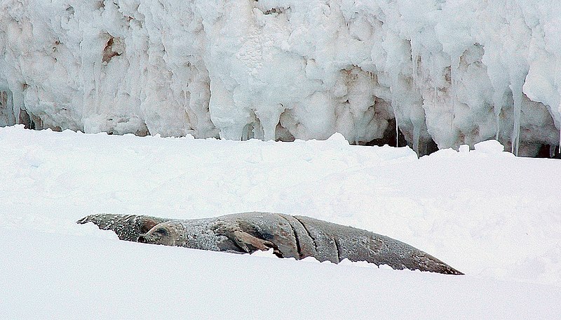 File:2007 Snow-Hill-Island Luyten-De-Hauwere-Seal-Dead-01.jpg