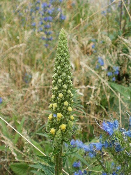 File:20120619Verbascum nigrum3.jpg