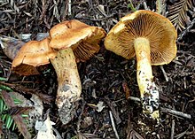 Cortinarius rubicundulus