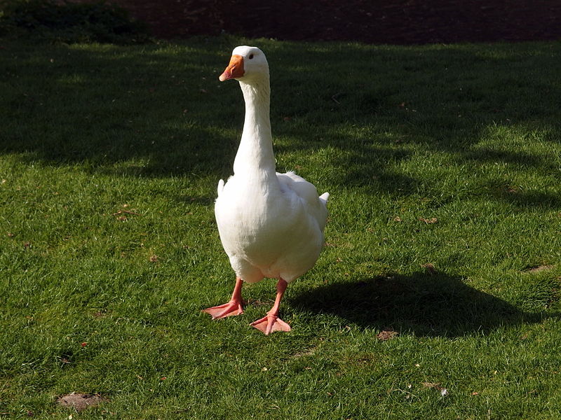 File:20130504 Maastricht Stadspark 11 Goose.JPG