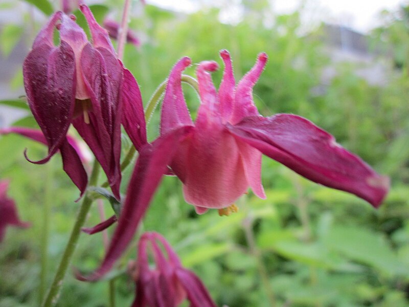 File:20130525Aquilegia5.jpg