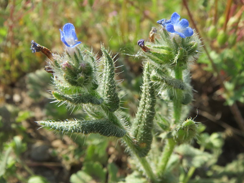 File:20140424Anchusa arvensis3.jpg