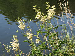 Растет вдоль. Мятлик Луговой (Filipendula Ulmaria).. Таволга веник. Таволга на болоте. Луговое растение таволга.