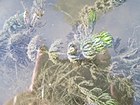 20180917Ceratophyllum demersum4.jpg