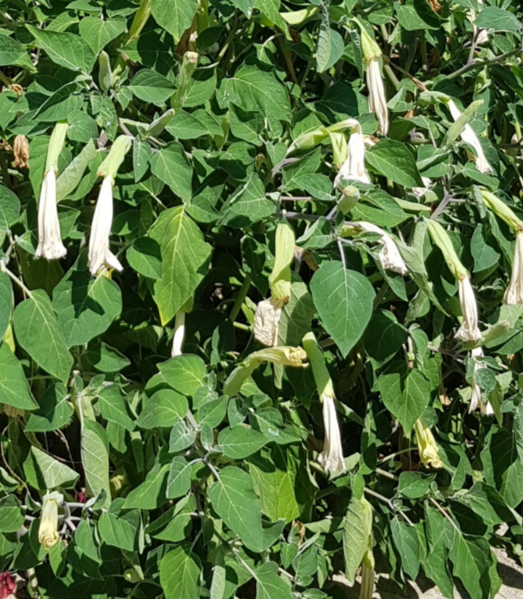 File:20190907 Datura (5).png