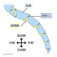 関節肢の基本構造。ディアニアの脚は、図に示されるような外骨格（肢節、水色）、関節丘（暗青色）と節間膜（黄色）はなかった。