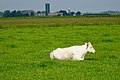 Fries landschap ten oosten van Dokkum