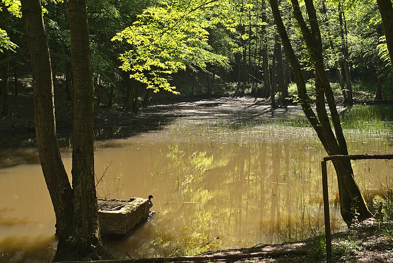 File:20210601 Naturschutzgebiet Saarkohlenwald.jpg