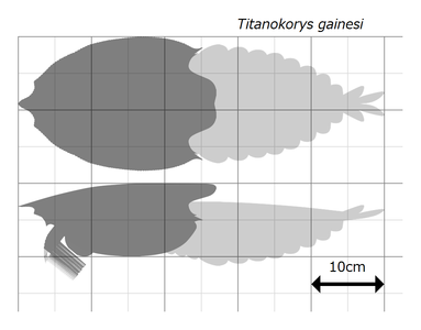 ティタノコリスのサイズ推定図。カンブロラスターを参考にした不明部分は薄灰色で示される。