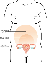 Download File:2917 Size of Uterus Throughout Pregnancy-02-ta.svg ...