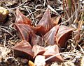 Thumbnail for Haworthia mirabilis