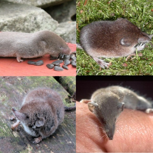 File:4 shrews.jpg