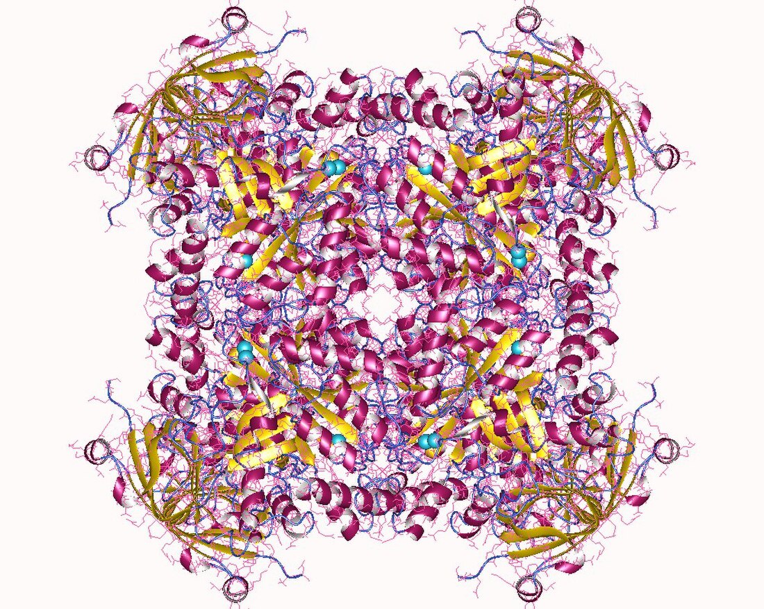 X-Pro dipeptidase